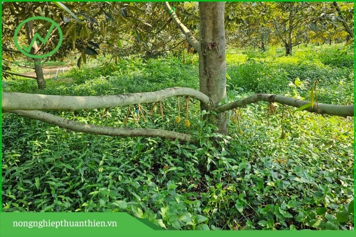 làm sao để trái sầu riêng tròn đầy, nở hộc