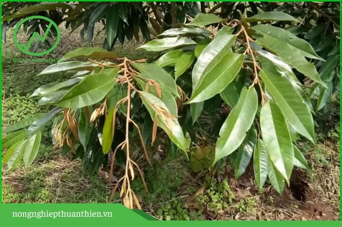 cách giúp trái sầu riêng tròn đều