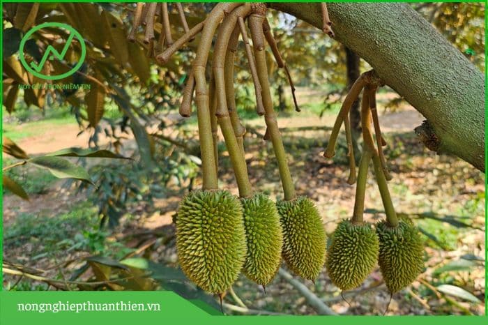 Cách giúp sầu riêng lớn nhanh nặng ký