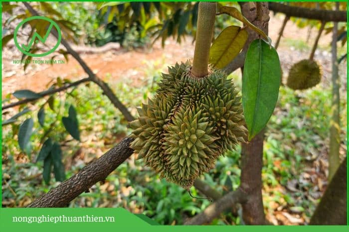 Sầu riêng bị méo trái 