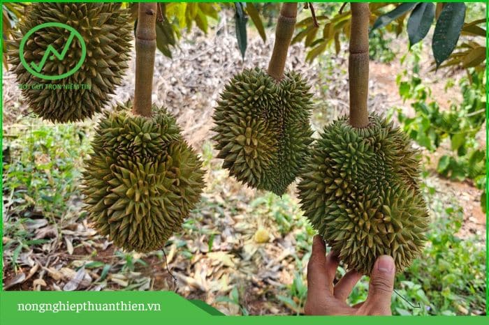 trái sầu riêng bị méo do gì