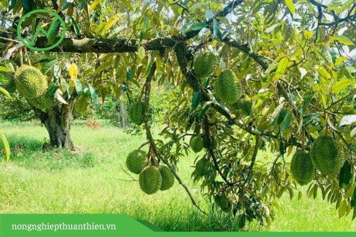 Phân bón A4 giúp trái sầu riêng lớn nhanh, xanh gai, nở hộc, cơm vàng, thơm ngọt