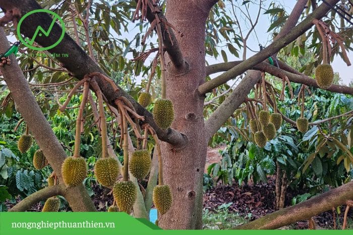 Giai đoạn nuôi trái non, A4 giúp hạn chế rụng trái, méo trái, giúp trái lớn nhanh