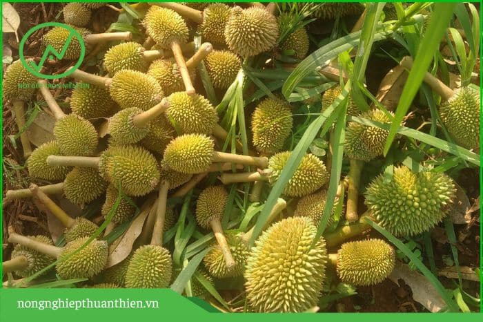 sầu riêng rụng trái