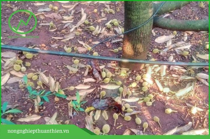 nhiệt độ đất cao làm sầu riêng rụng trái
