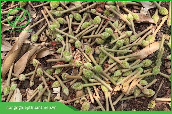 sầu riêng rụng trái vì sốc nhiệt