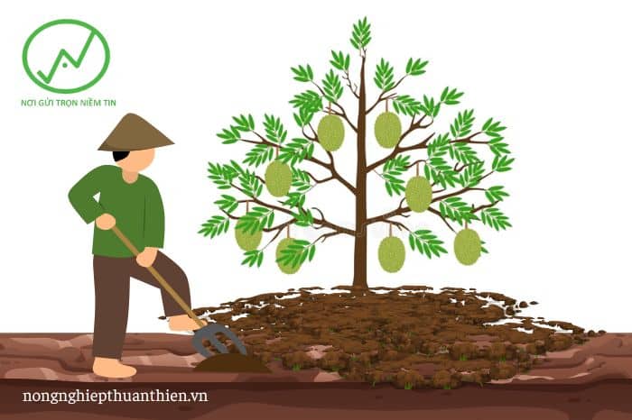 Cách cải tạo đất trồng sầu riêng sau thu hoạch