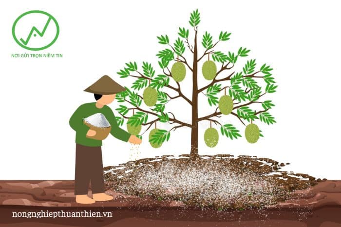 Cách cải tạo đất vườn sầu riêng sau thu hoạch