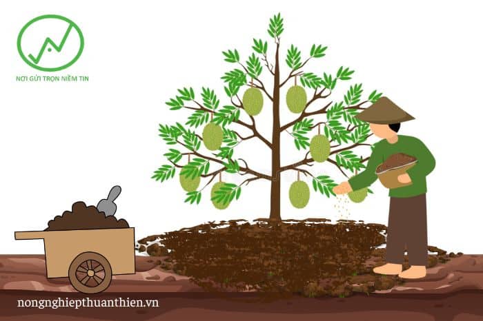 Bổ sung hữu cơ cho vườn sầu riêng sau thu