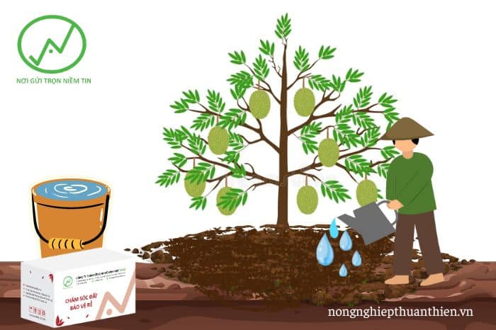 Tưới WAO BOOMs cho vườn sầu riêng sau thu hoạch