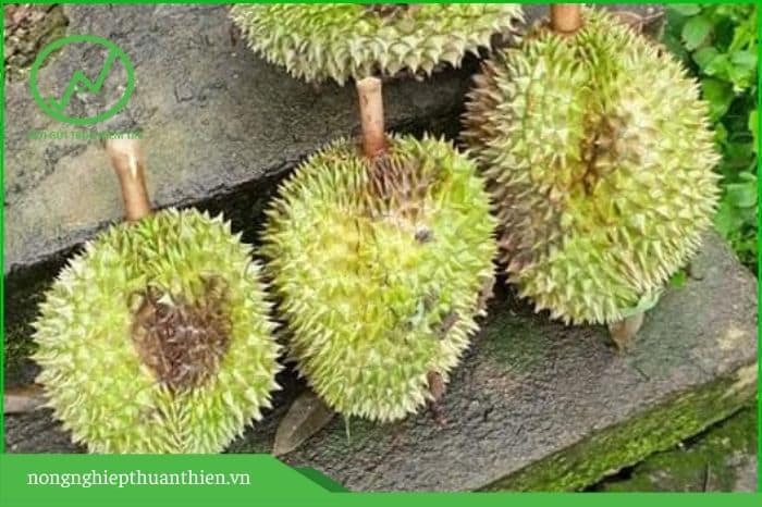 thối trái sầu riêng