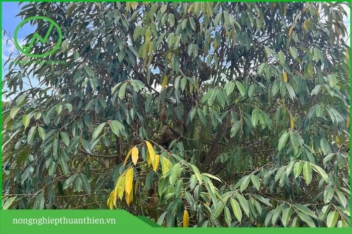 sầu riêng bị vàng lá thối rễ