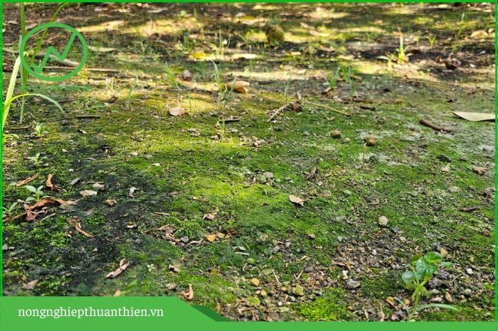 Đất vườn sầu riêng cần cải tạo