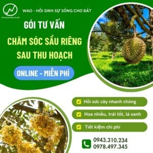 Gói tư vấn Chăm sóc sầu riêng sau thu hoạch online