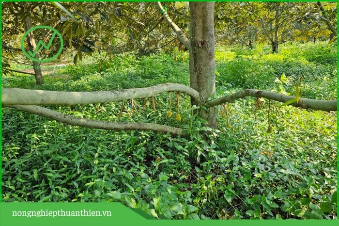 loại cỏ nào tốt cho vườn sầu riêng