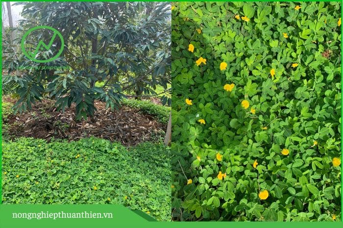 cỏ lạc dại trong vườn sầu riêng