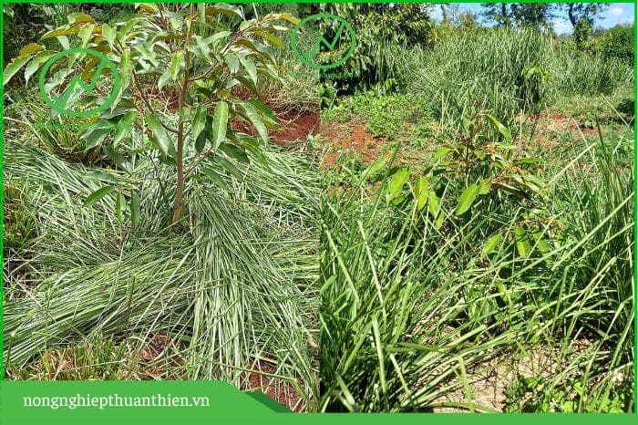 cỏ vetiver tốt cho vườn sầu riêng