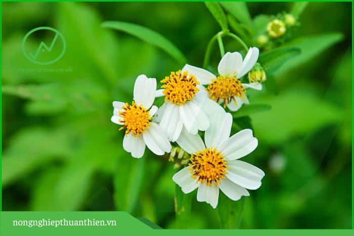 cỏ xuyến chi tốt cho vườn