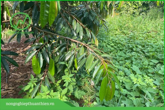 tác dụng của cỏ