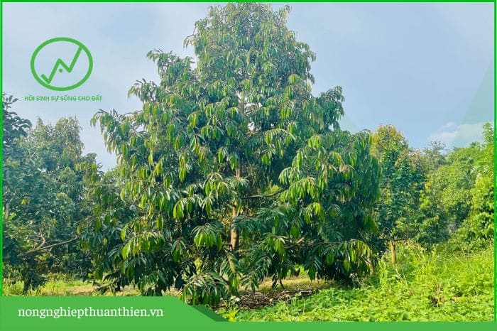lợi ích của việc để cỏ trong vườn sầu riêng