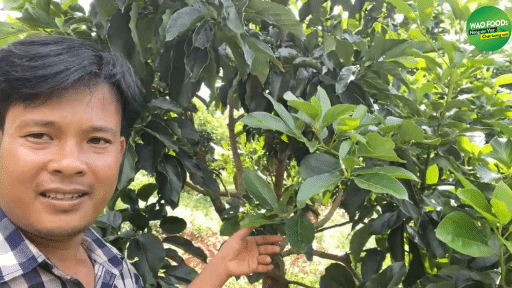 Bơ-034-WAO-Văn-Quang