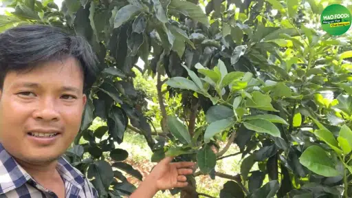 Bơ-034-WAO-Văn-Quang