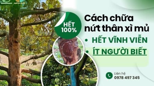 cách chữa nứt thân xì mủ