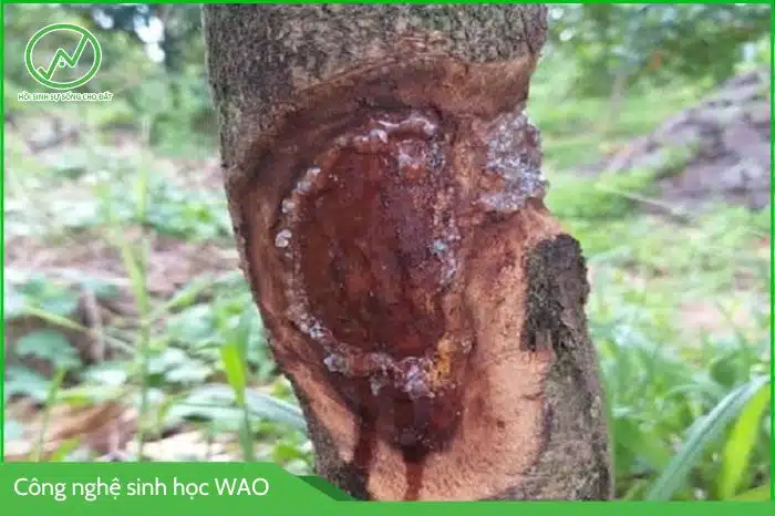 Nứt thân xì mủ sầu riêng: Vì sao chữa mãi không khỏi? 1 nut than xi mu sau rieng