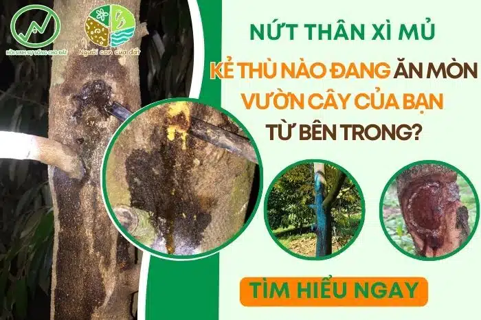 nut than xi mu wao talk 99