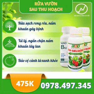 Bộ rửa vườn sau thu hoạch B52 + Siêu đồng