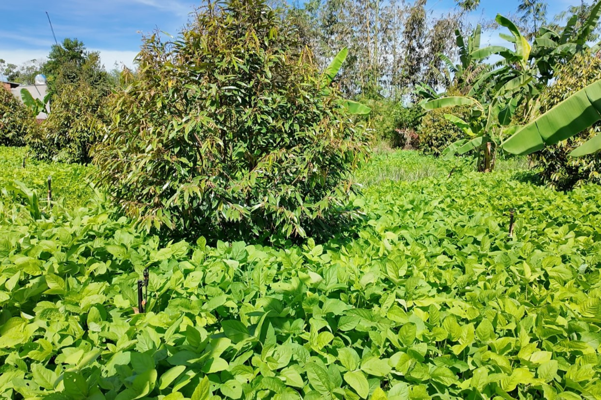 Vườn sầu riêng WAO Thu Ngọc