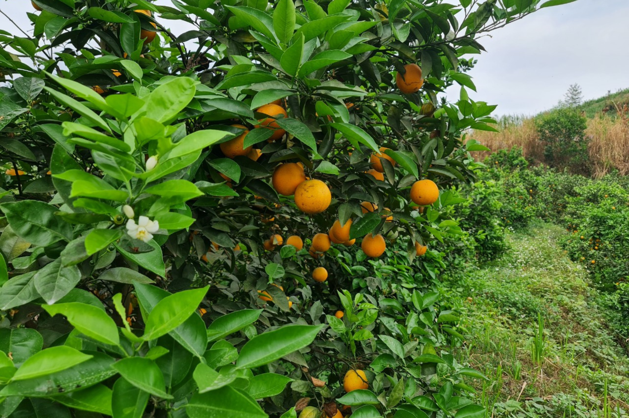 Vườn cam WAO Sen Ngọc